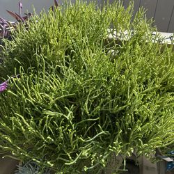 Watch Chain Succulent ( Crassula Mucosa) 