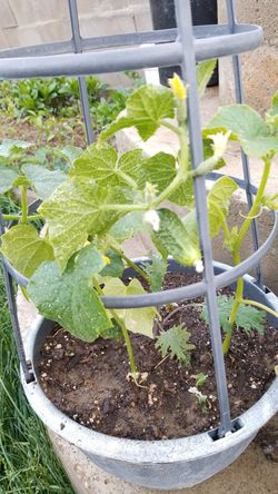 Organic cucumber plants early fartuna