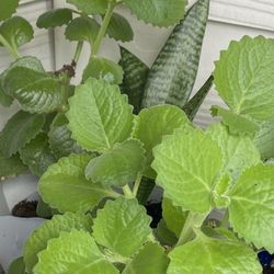 AROMATIC  Oregano-Cubano Plant*