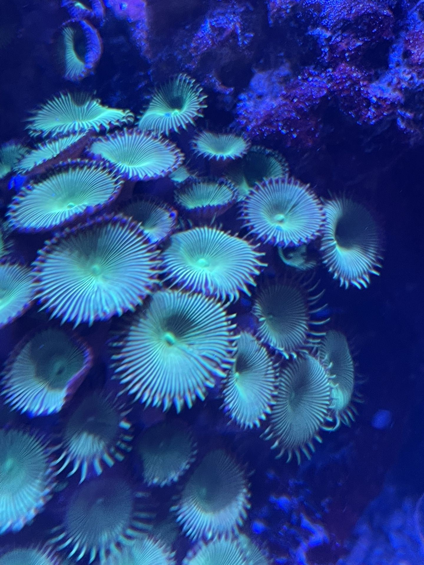 Reef Aquarium Live Corals