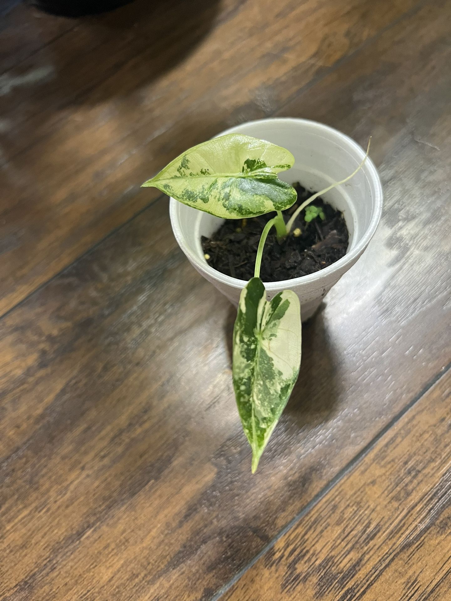 Variegated Frydek Plants ( Pls Read Description Below)