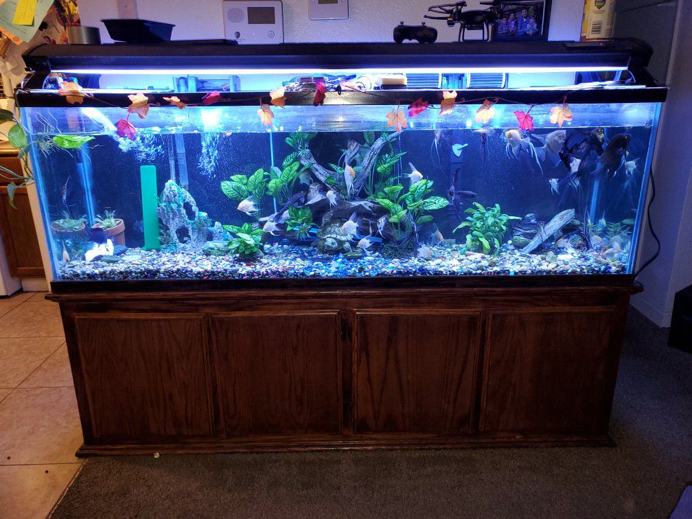 200 Gallon Fish Tank.. FISH NOT INCLUDED