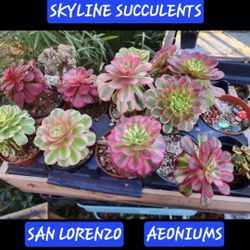 PLANT SALE SUNDAY IN SAN LORENZO SKYLINE SUCCULENTS 