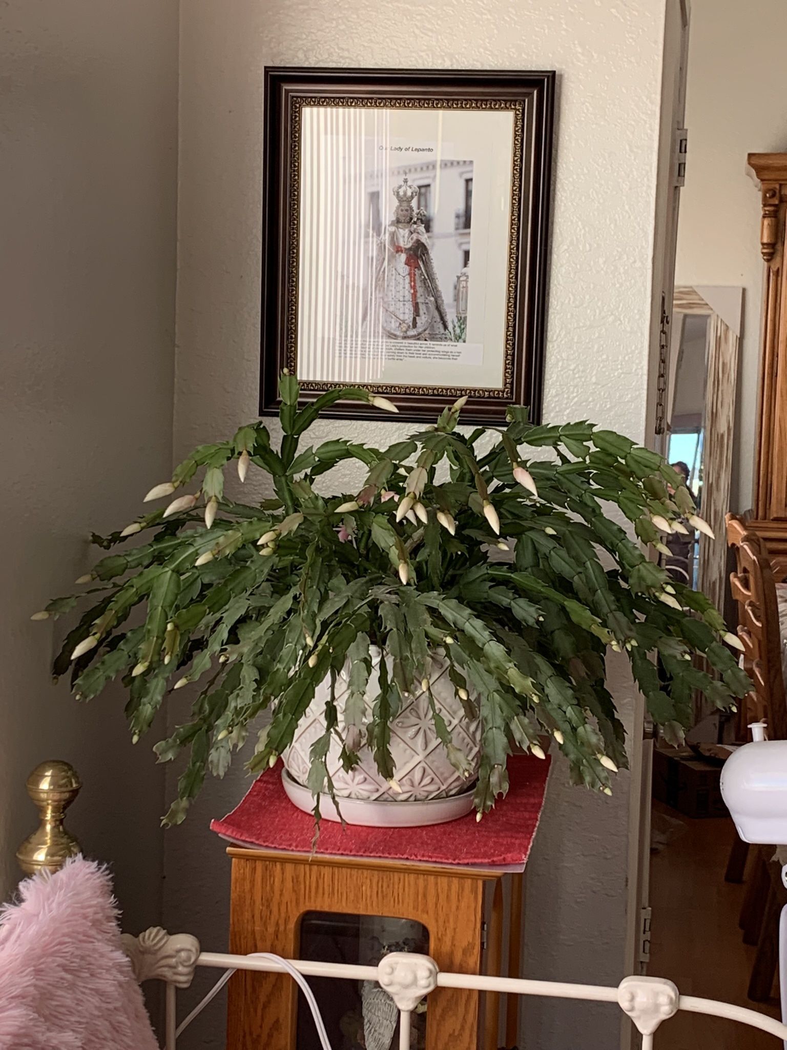 Christmas cactus