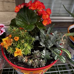 Beautiful Plants