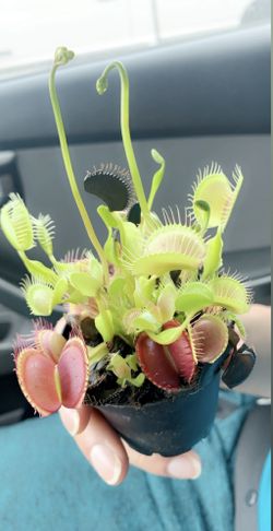 Carnivorous Plants