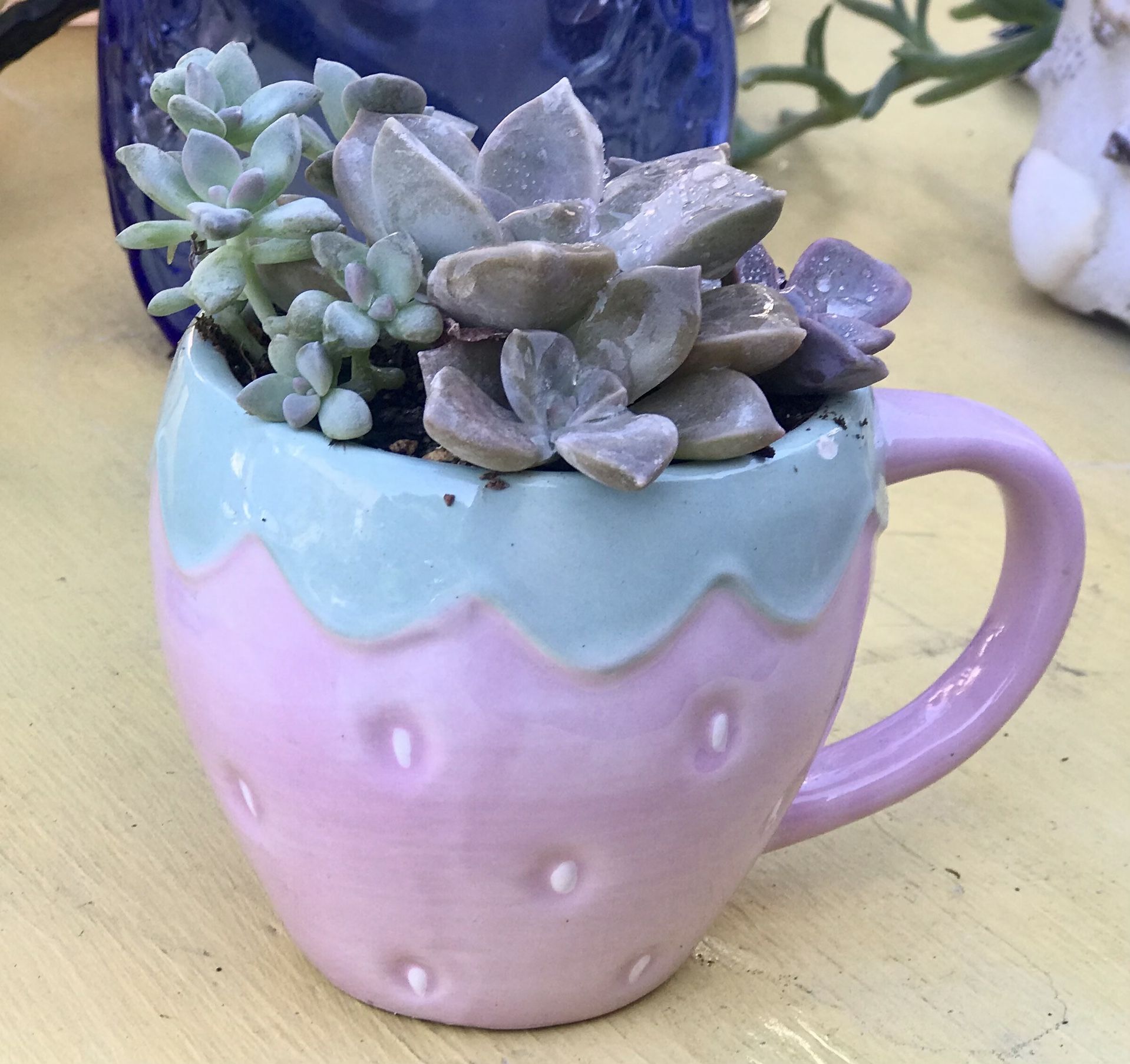 $7 Mix Succulent Plants