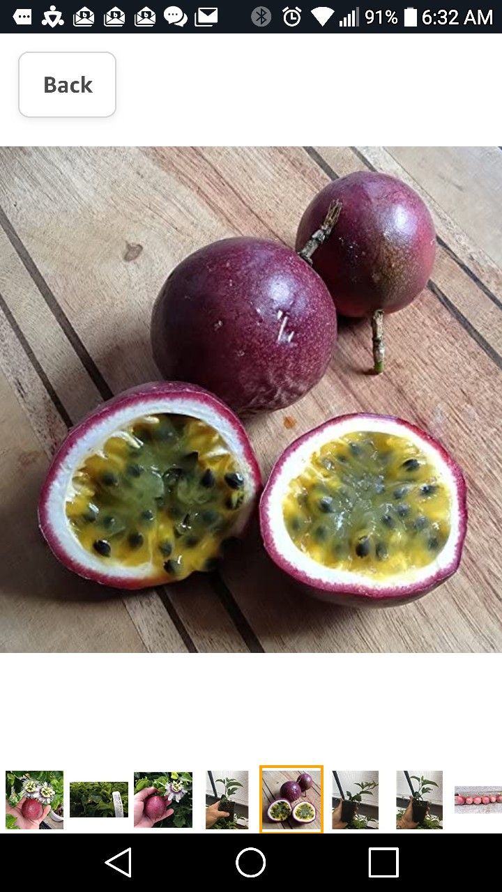 3 Ft Passion Fruit Seedling Plant In 2 Gallon Pot