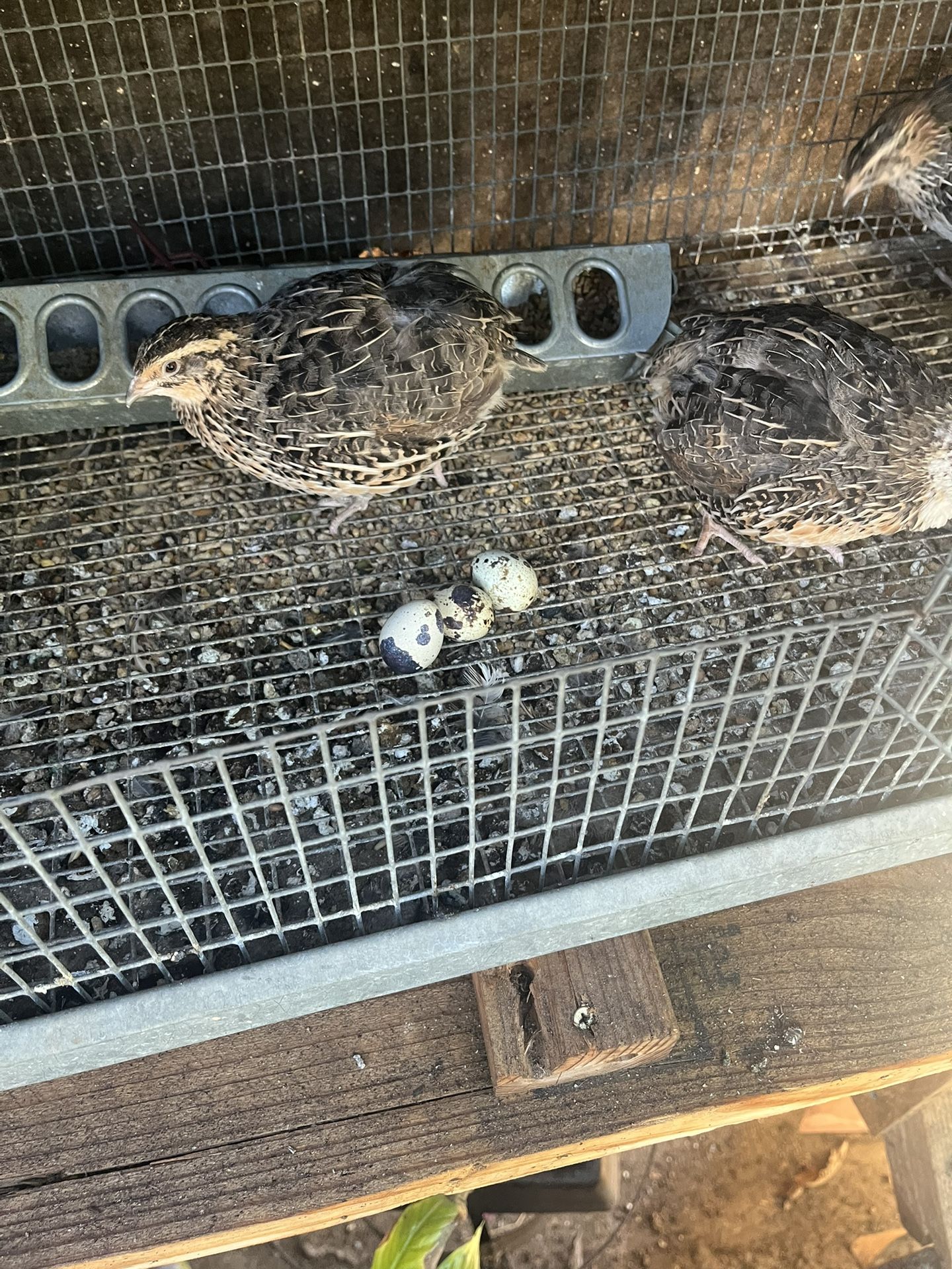 Fresh Quail Eggs