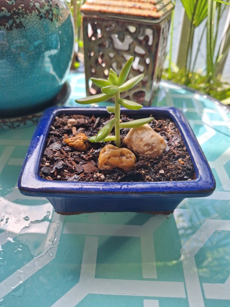 Cute Succulent In Cobalt Blue Glazed Planter