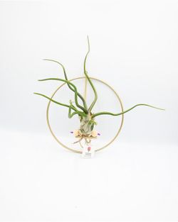 Air Plant