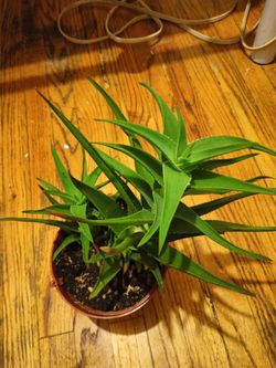 Lace aloe