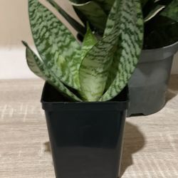 Bird Nest snake plant 