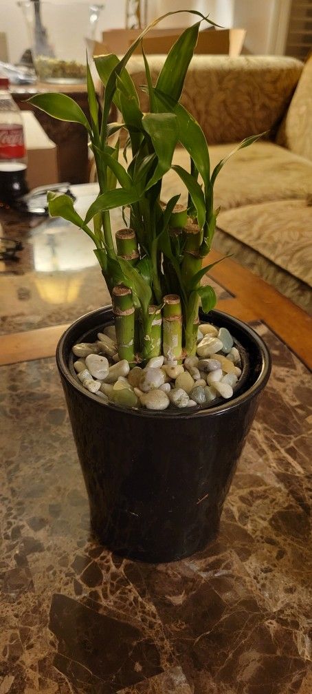 Lucky Bamboo 