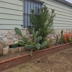 Free Cactus And Fire Stick Succulent 