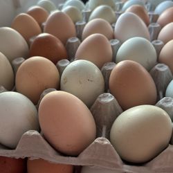 Free Range Eggs For Sale 🐓🍳🪺