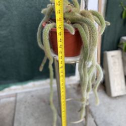 Hilderwintera Monkey Tail Blooming Plant, In 8 Inch Hanging Pot Pick Up Only