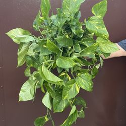 6” golden pothos