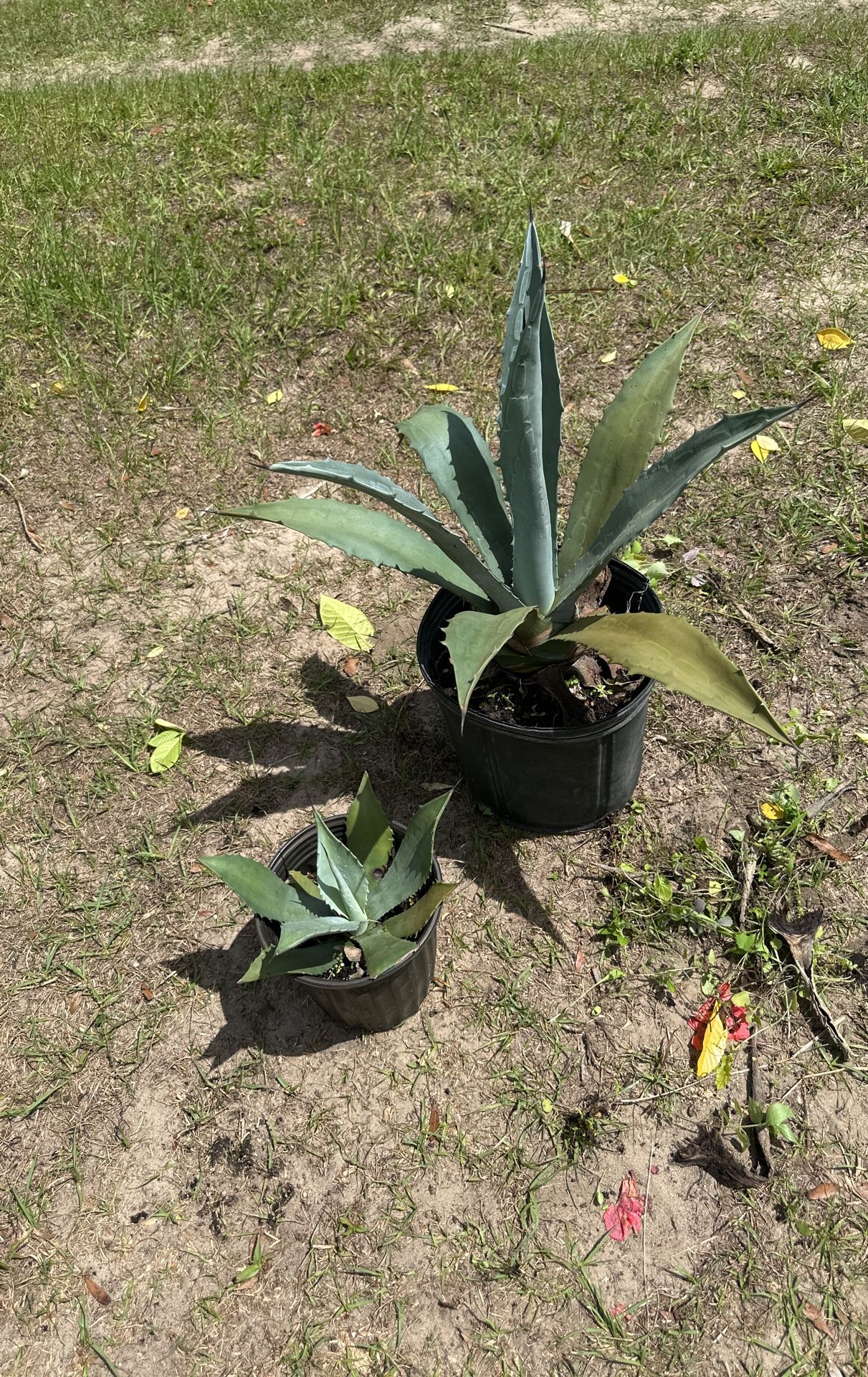 Blue Agave