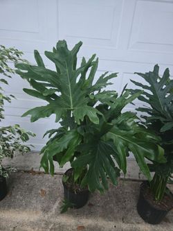 plant forsale