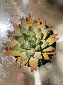 Mitre Aloe Plants