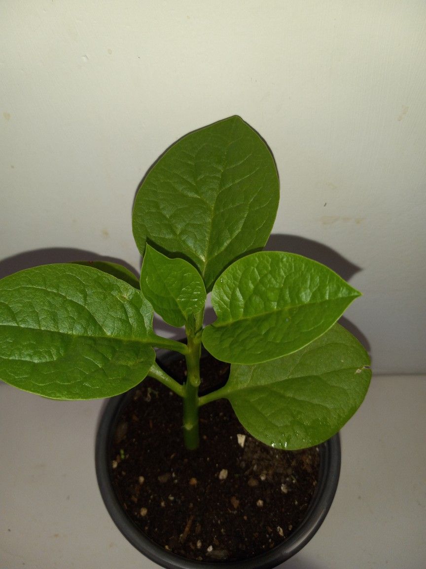 The FARMING POET - 3 LIVE MALABAR SPINACH PLANTS 6-8"