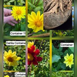 Dahlia Tuber Clumps $5 Each 