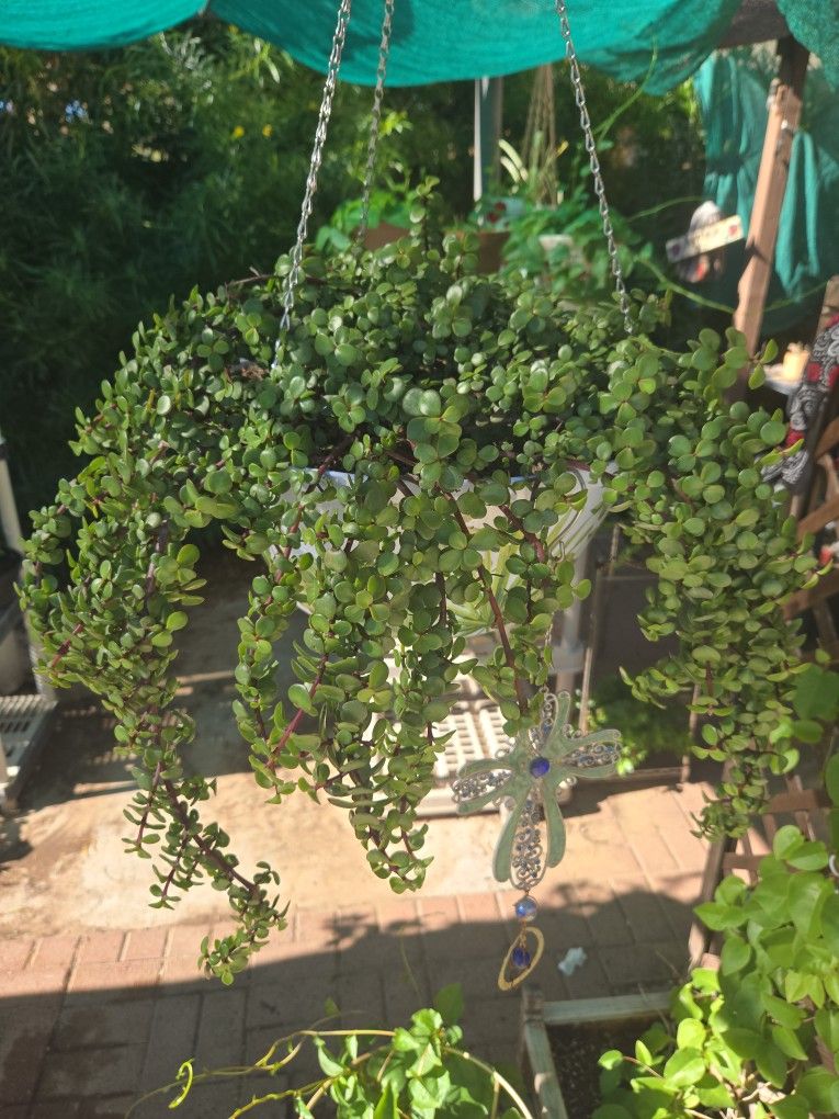 New 15in Wide Hanging Pot With Small Ear Elephant Food Plant.