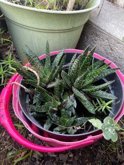 Assorted Plants