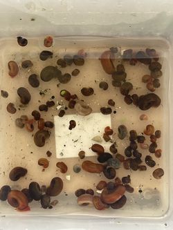 Plant,snail,guppy Decor Whole Sale In Bulk !