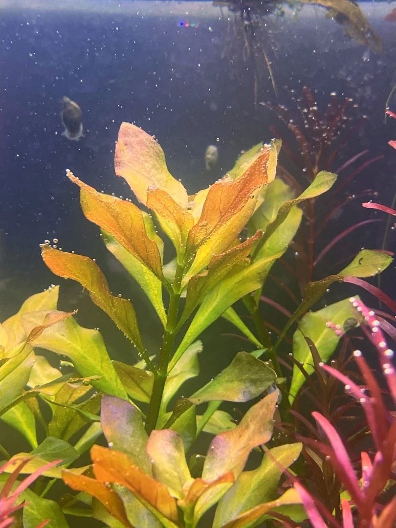 Ludwigia Gold/Green Large Bundle! Live Aquarium Plant For Fish Tanks