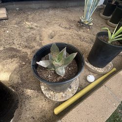 BEST OFFER  Aloe Vera Plant