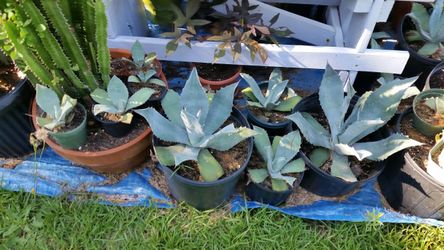 Agave Americana / century plant