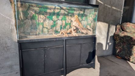 Reptile terrarium set up