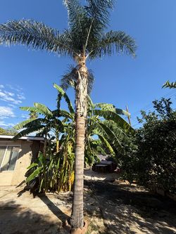 Mature Queen Palm Tree