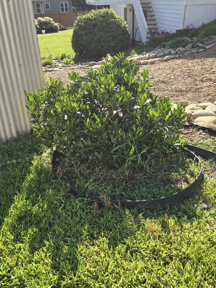 Mature Bush Or Hedge