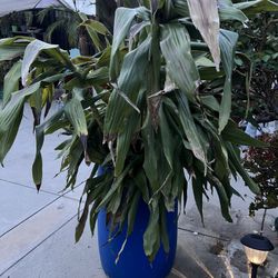 Free Some Dracaena Cuts , Container Is Not Included.