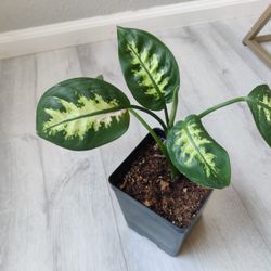 dieffenbachia tropic snow