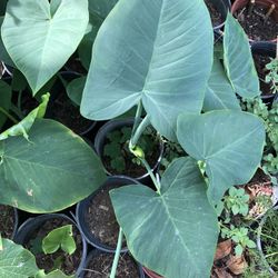 Planta Oreja De Elefante Para De Curación De Jardín 