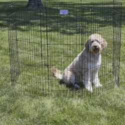 MidWest Homes for Pets Dog Exercise Pen & Playpen, 24"W x 48"H.