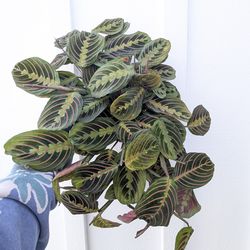 Red Maranta Plant 6" Pot - Indoor House Plants