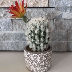 Faux Cactus 