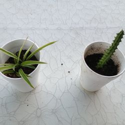 Plantas $2 Cada Una 