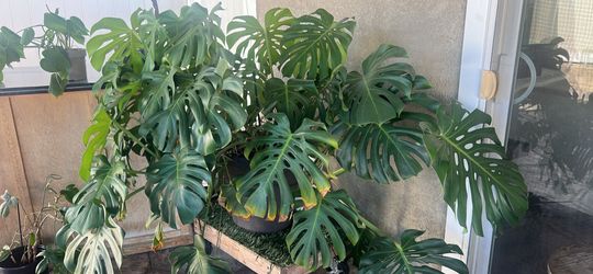 Monstera Deliciosa
