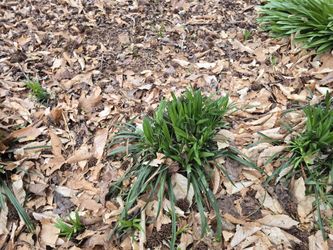 Solid Green Monkey Grass