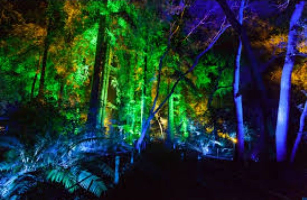 Enchanted Forest In Light Ticket