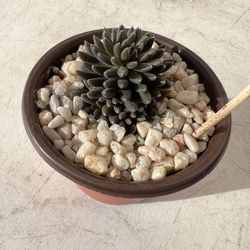 Echeveria Succulent Rare