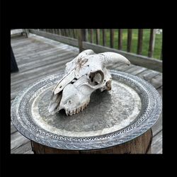 Goat Skull Found in WV Graveyard Taxidermy Oddities