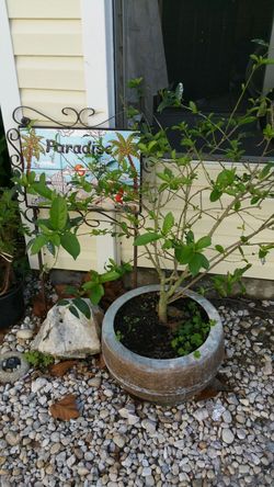 Night-blooming jasmine plant in pot