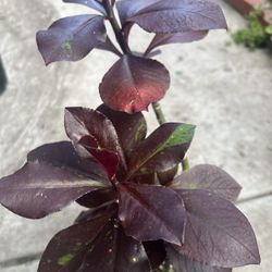 24” Tall African Milk Bush